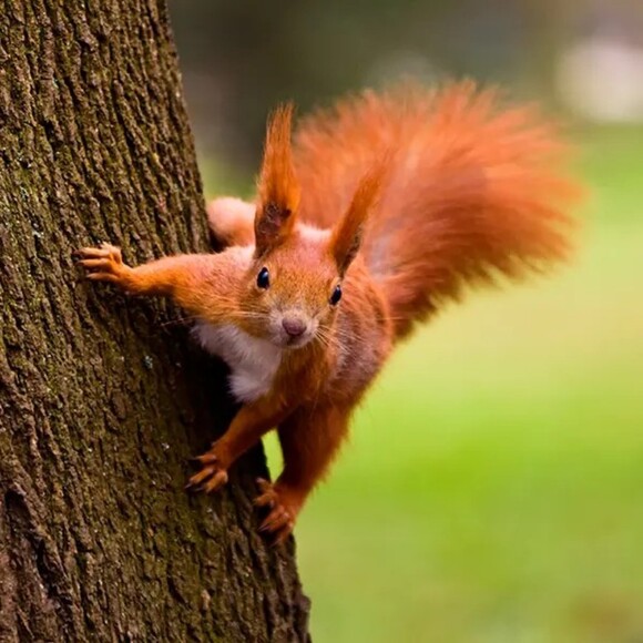 squirreltf